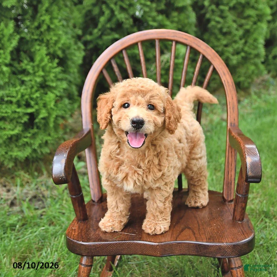 Mini Goldendoodle dogs for sale: Kenya - Ad 1
