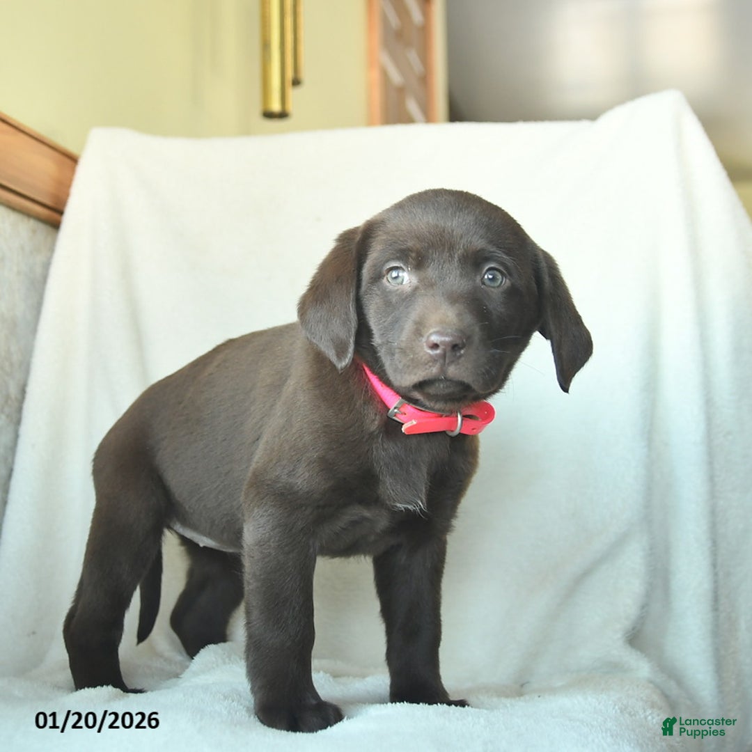 Labrador Retriever dogs for sale: Joyce  - Ad 4