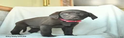 Labrador Retriever dogs for sale: Joyce  - Ad 5