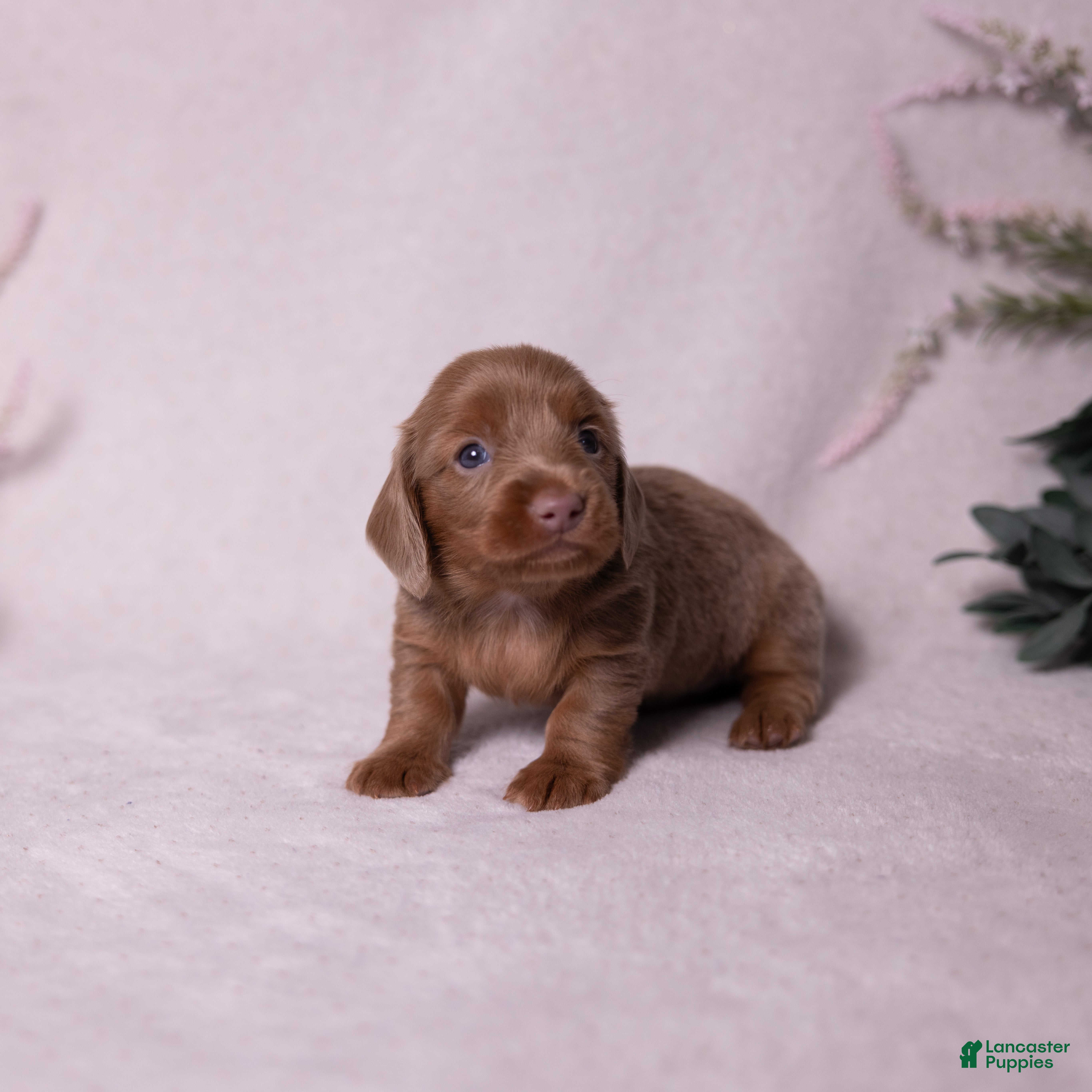 Miniature Dachshund dogs Snickers - Ad 2