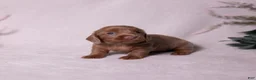 Miniature Dachshund dogs for sale: Snickers - Ad 2