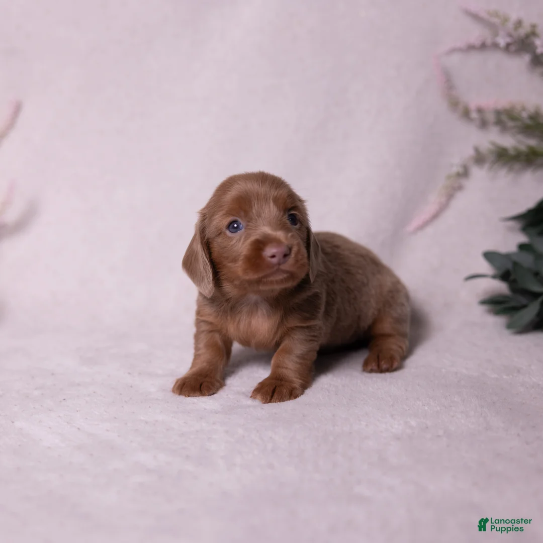 Miniature Dachshund dogs for sale: Snickers - Ad 2