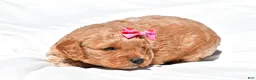 Mini Goldendoodle dogs for sale: Natalie - Ad 13