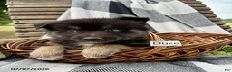 Pomsky dogs for sale: Duke - Ad 3