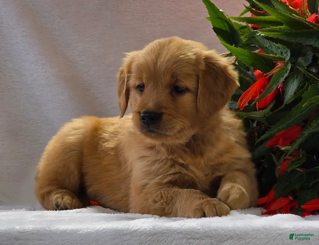 Golden Retriever dogs for sale: Ginger - Ad 1