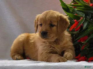 Golden Retriever dogs for sale: Ginger - Ad 4
