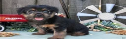 Yorkshire Terrier dogs for sale: Carter - Ad 4