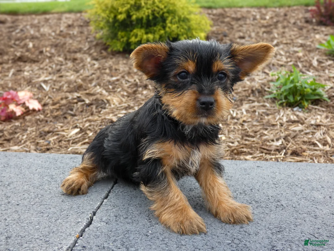 Yorkshire Terrier dogs for sale: Denver - Ad 2