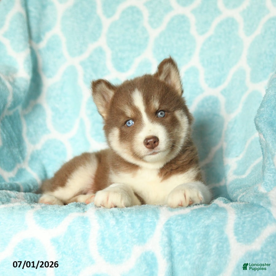 Pomsky dogs Hershey - Ad 2