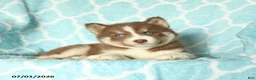 Pomsky dogs for sale: Hershey - Ad 2