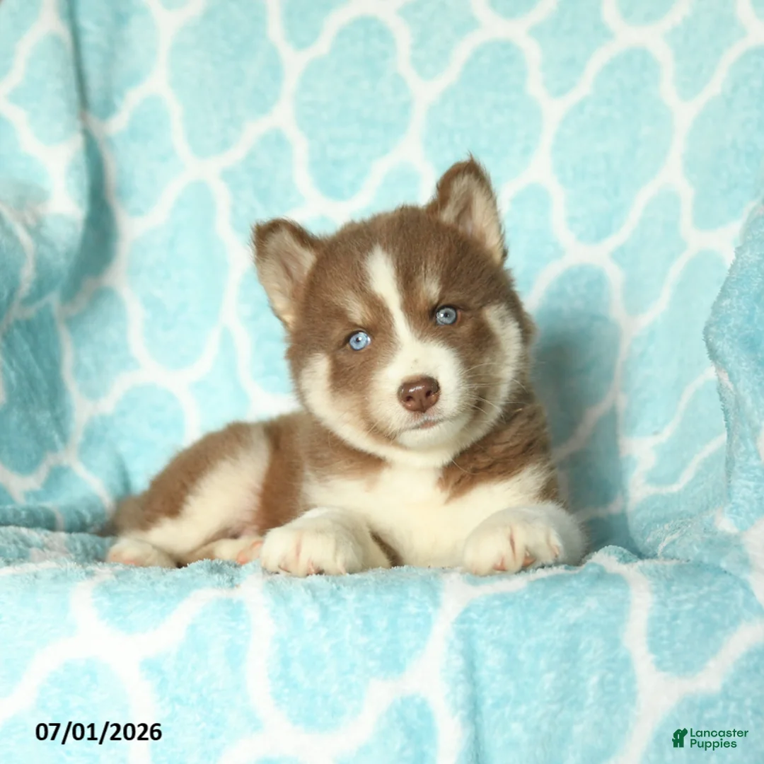 Pomsky dogs for sale: Hershey - Ad 2