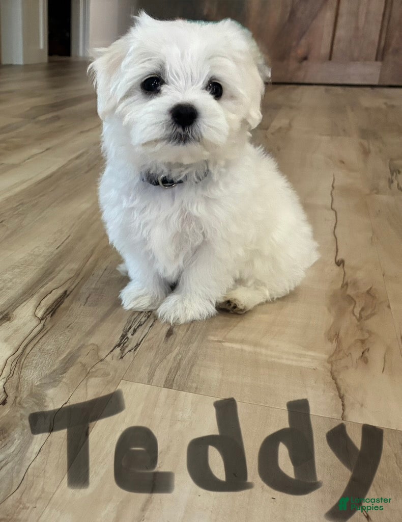 Maltese dogs Teddy - Ad 2
