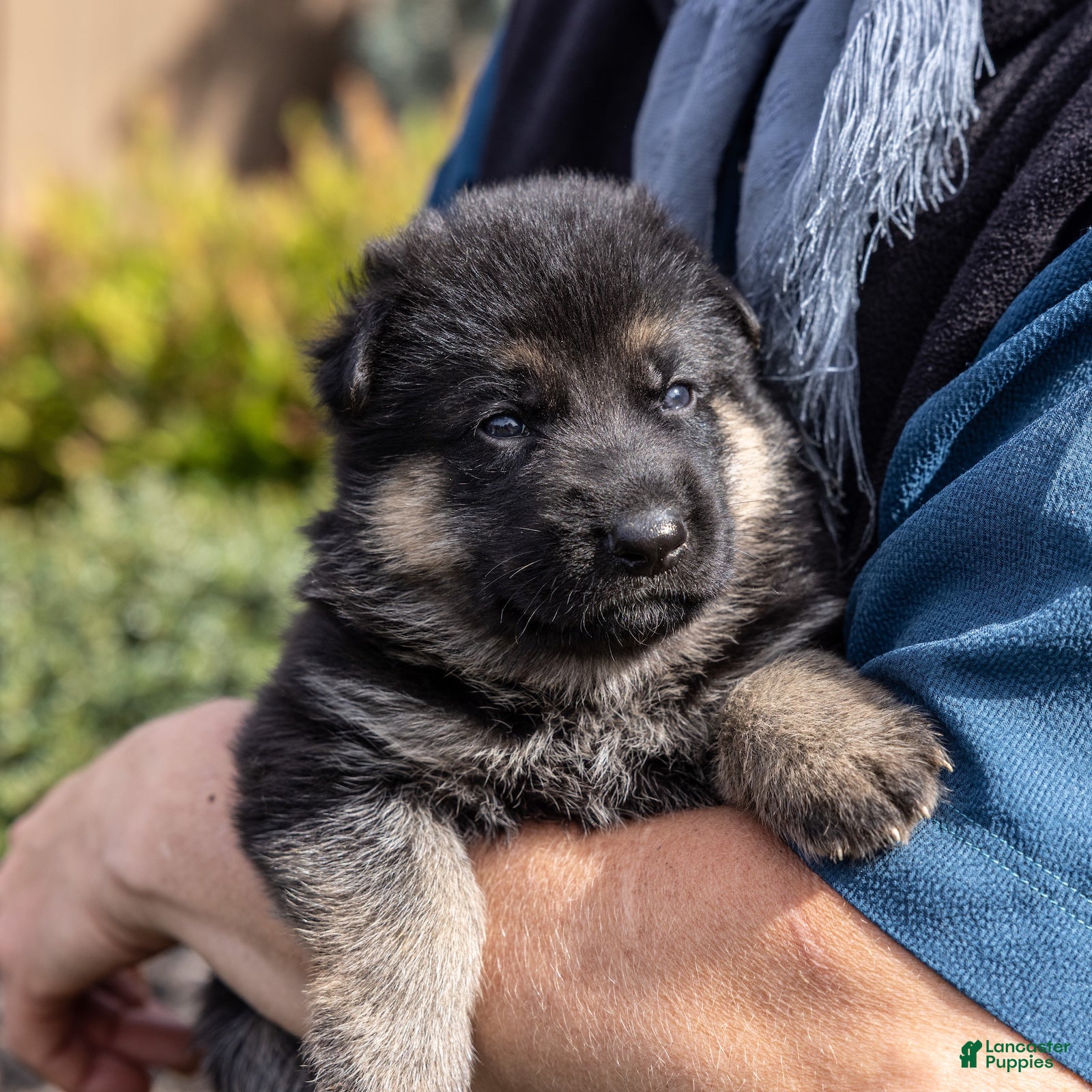German Shepherd dogs Ollie - Ad 2