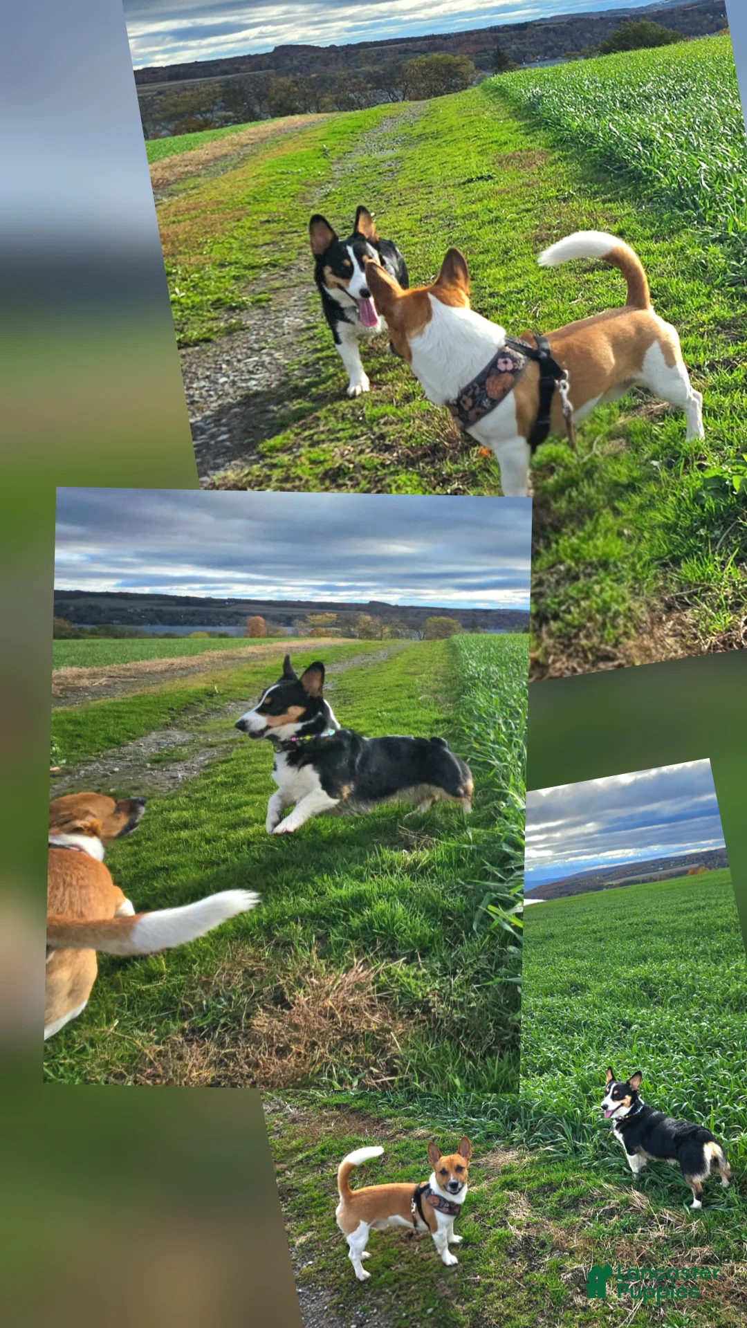 Welsh Corgi Pembroke dogs for sale: Cleopatra - Ad 18