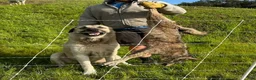 Anatolian Shepherd dogs for sale: Anatolian Shepherd 7 - Ad 3