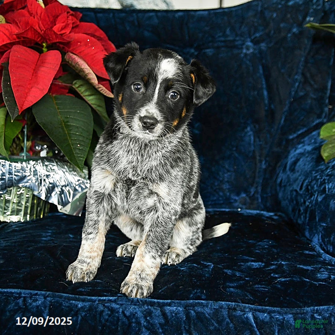 Australian Cattle Dog dogs for sale: Emma - Ad 2
