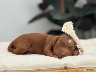 Mini Goldendoodle dogs Cindy - Ad 5