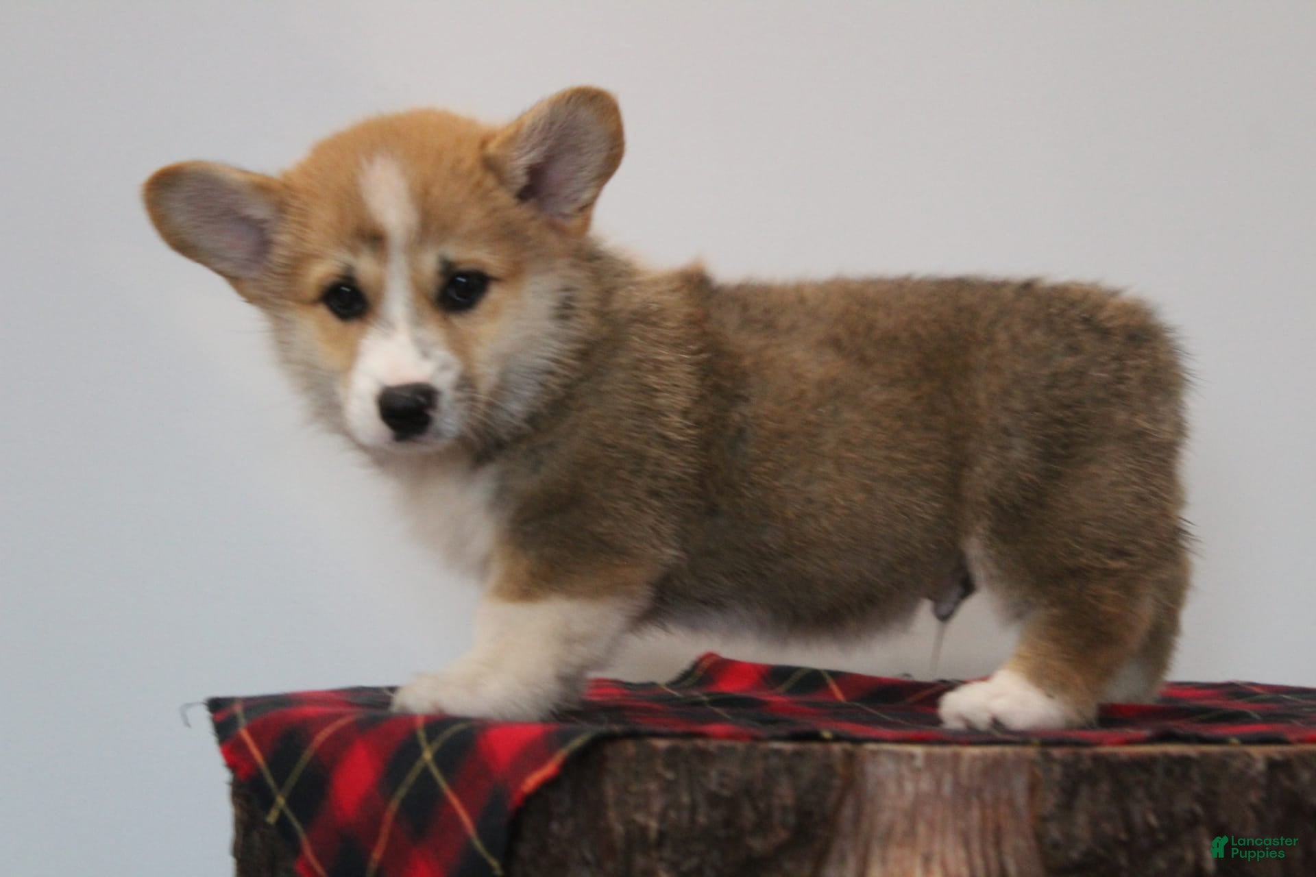 Welsh Corgi Pembroke dogs Husky - Ad 9