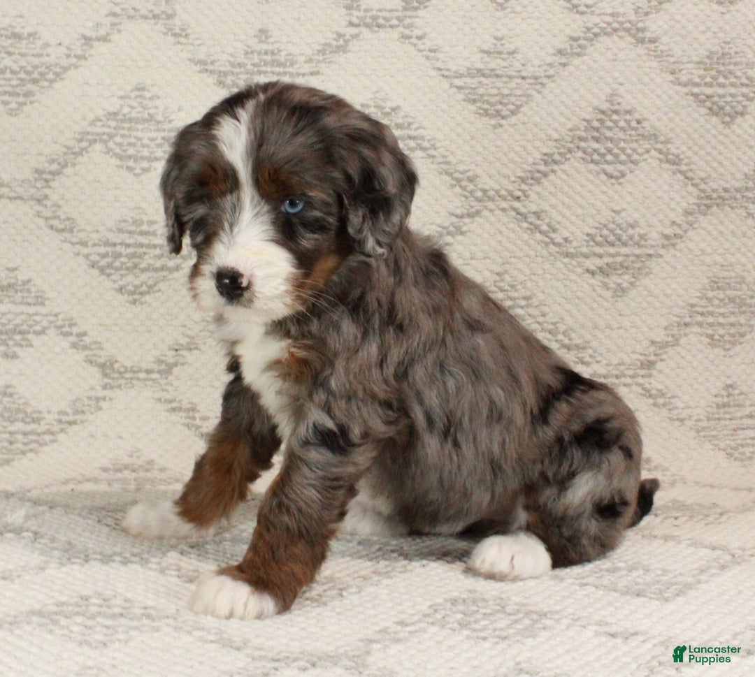 Bernedoodle dogs for sale: Bella - Ad 9