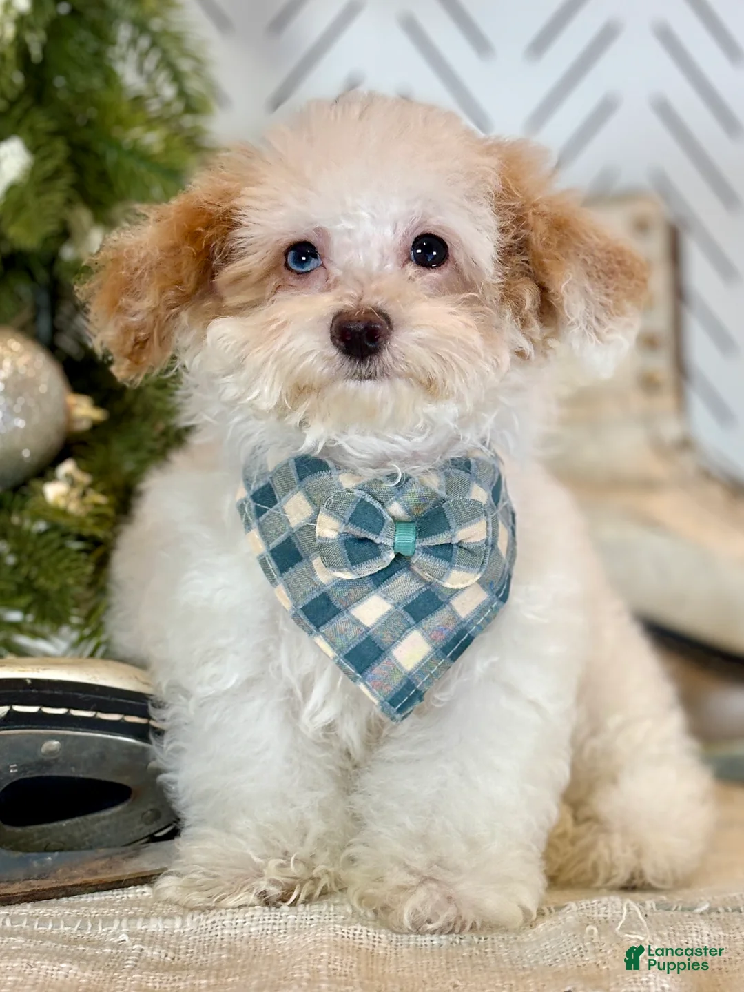 Toy Poodle dogs for sale: Blizzard - Ad 1