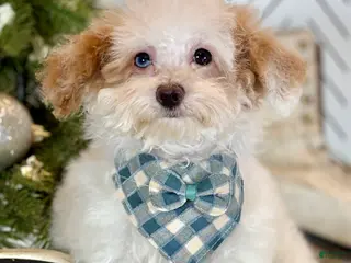 Toy Poodle dogs Blizzard - Ad 2