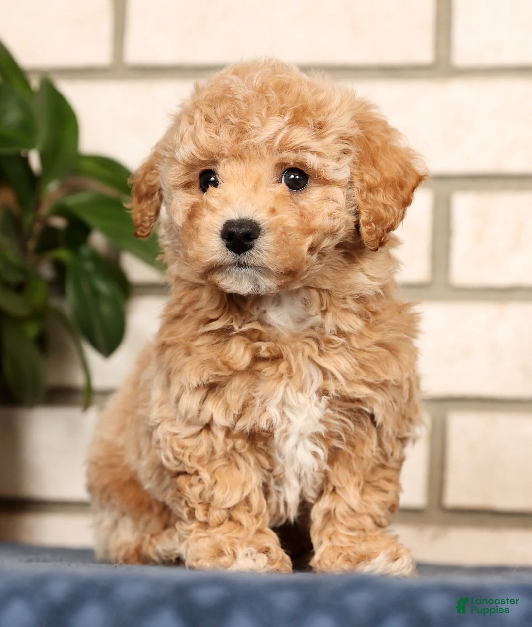 Bichpoo dogs for sale: Clint - Ad 4