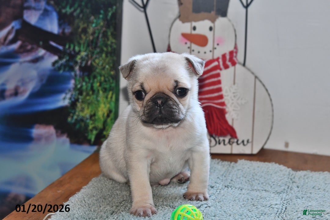 Pug dogs for sale: Bouncer - Ad 4