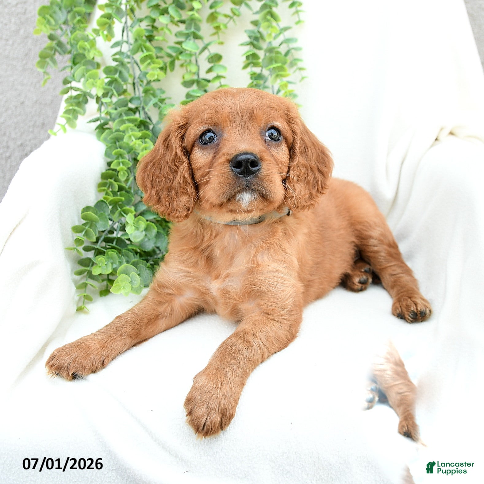 Miniature Golden Retriever dogs Sonny  - Ad 2