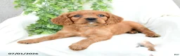Miniature Golden Retriever dogs for sale: Sonny  - Ad 2