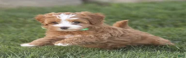 Lilly Miniature Goldendoodle 