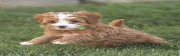 Mini Goldendoodle dogs for sale: Lilly Miniature Goldendoodle  - Ad 1