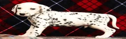 Dalmatian dogs for sale: Rusty - Ad 7