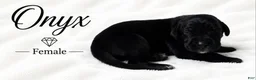 Great Dane dogs for sale: Onxy - Ad 2