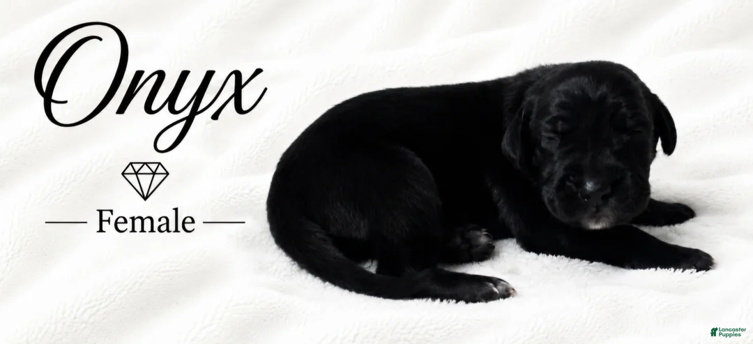 Great Dane dogs for sale: Onxy - Ad 2