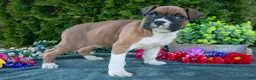 Boxer dogs for sale: T-Bone - Ad 3