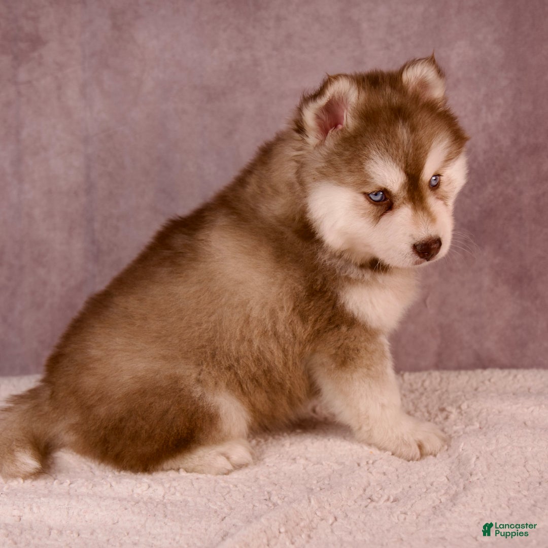 Pomsky dogs for sale: AJay - Ad 12