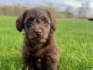Yorkiepoo dogs for sale: Hershey - Ad 1