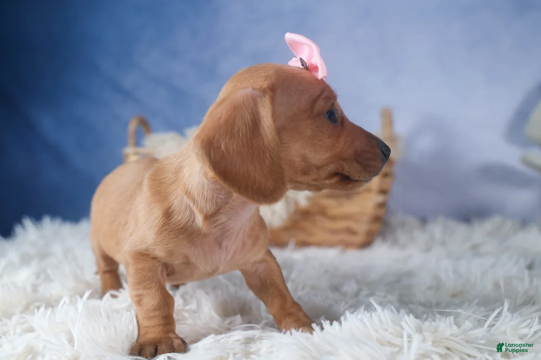Dachshund dogs for sale: Quincy - Ad 6