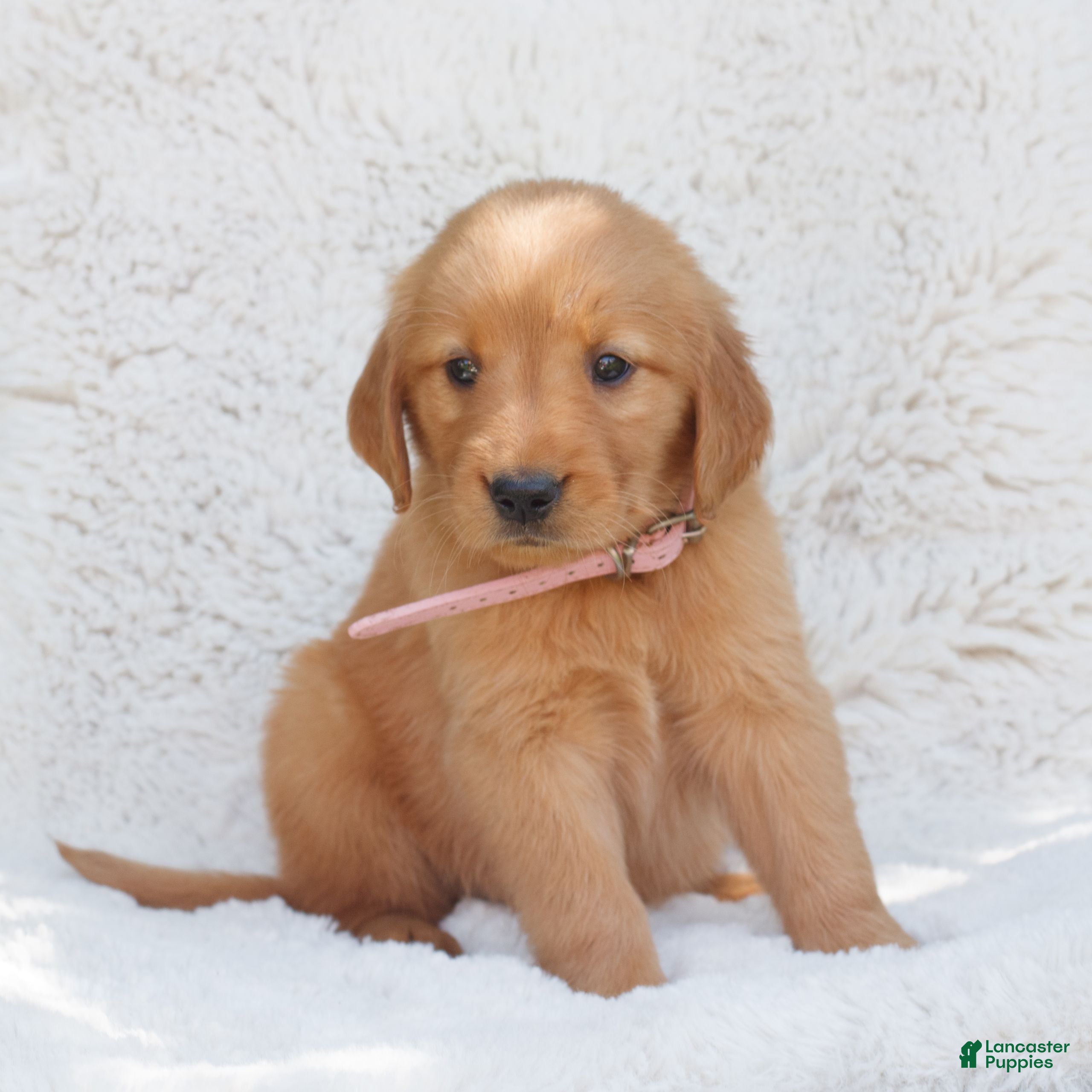Golden Retriever dogs Piper  - Ad 1