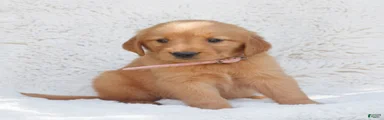 Piper 