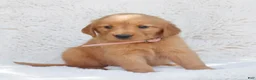 Golden Retriever dogs for sale: Piper  - Ad 1