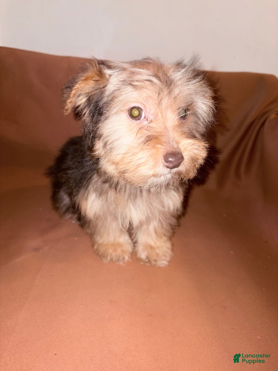 Morkie dogs for sale: Mocha - Ad 3