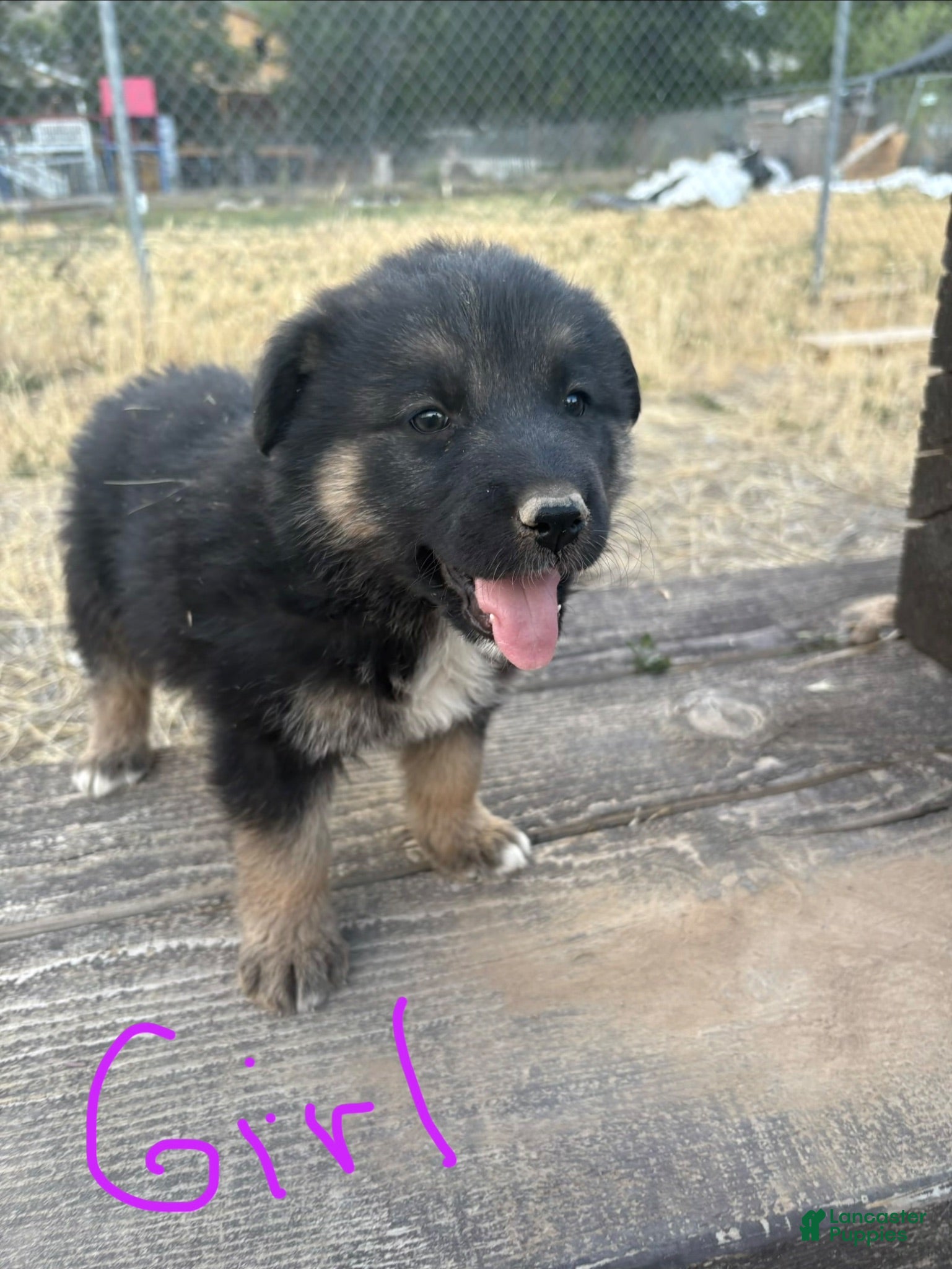 Mixed Breed dogs Mixed Breed 1 - Ad 8