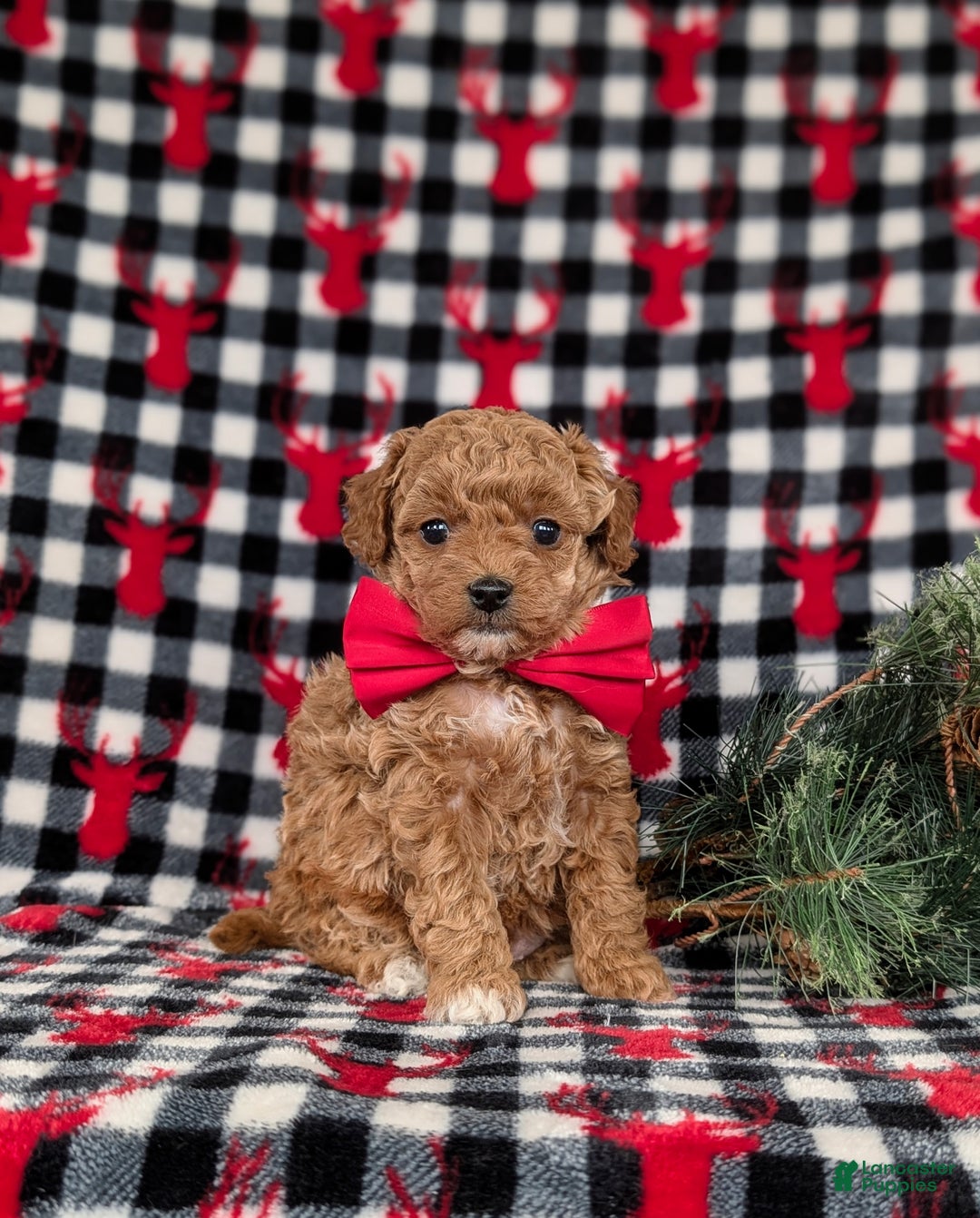 Toy Poodle dogs for sale: Beau - Ad 3