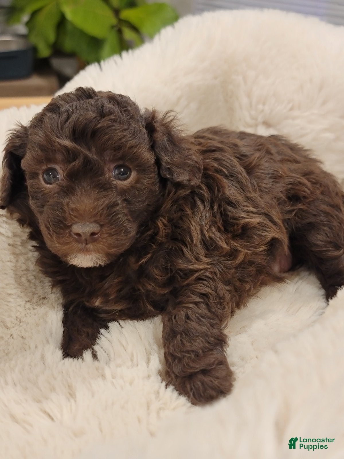 Toy Poodle dogs Toy Poodle Puppy 4 - Ad 25