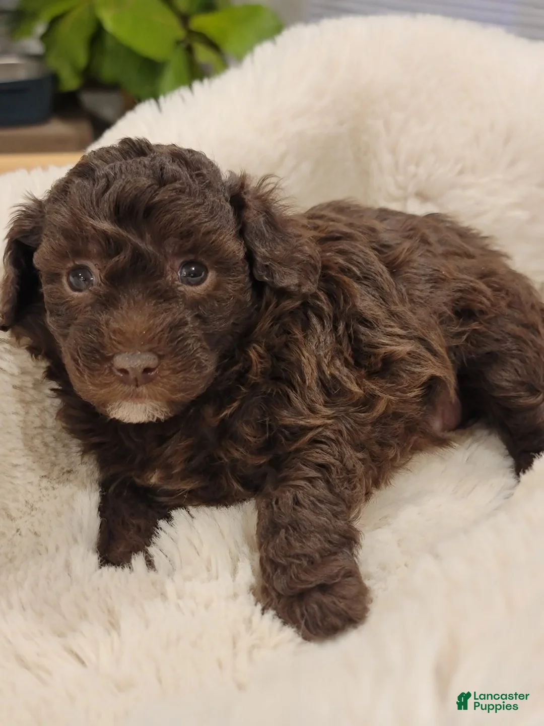 Toy Poodle dogs for sale: Toy Poodle Puppy 4 - Ad 1