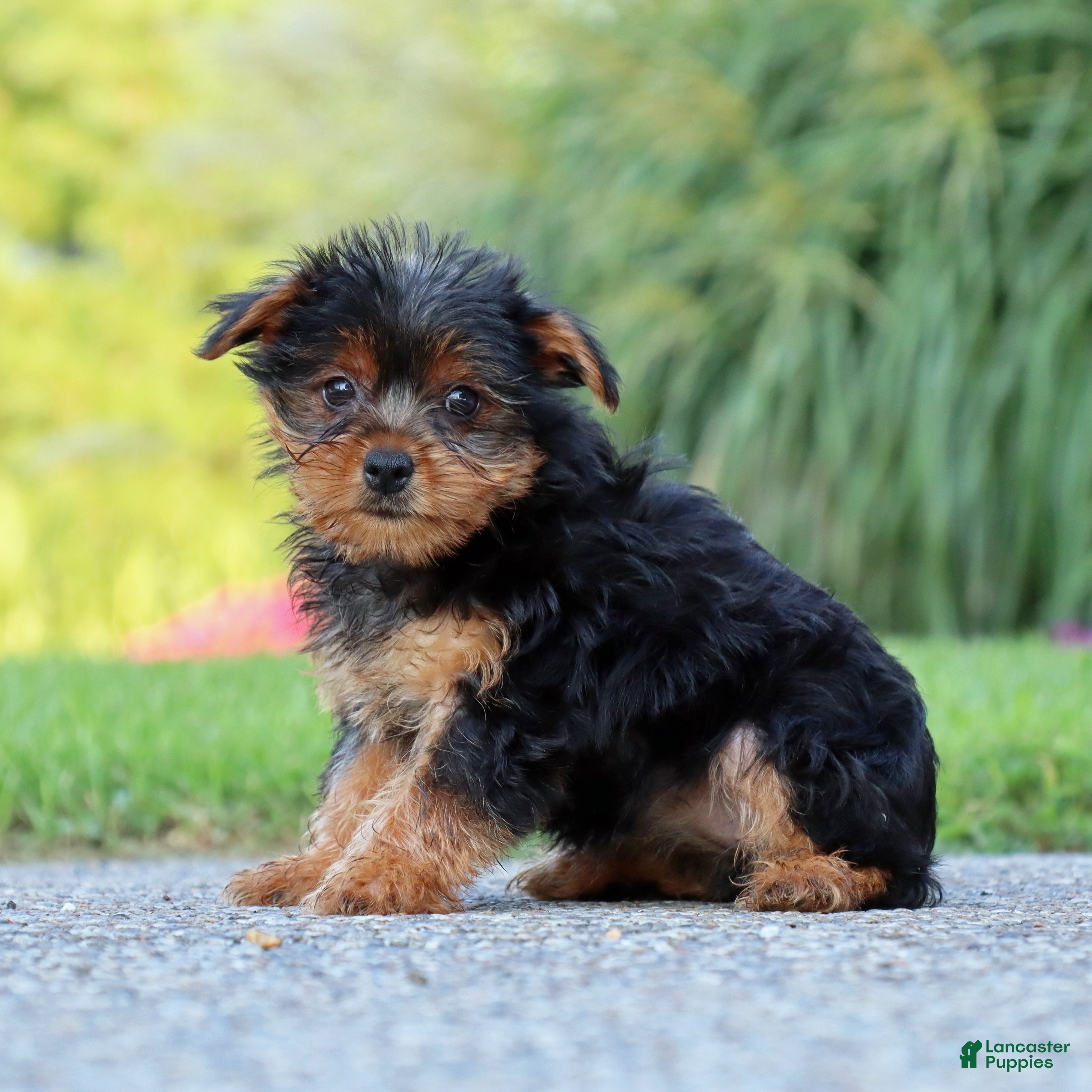 Yorkshire Terrier dogs Mocha  - Ad 2