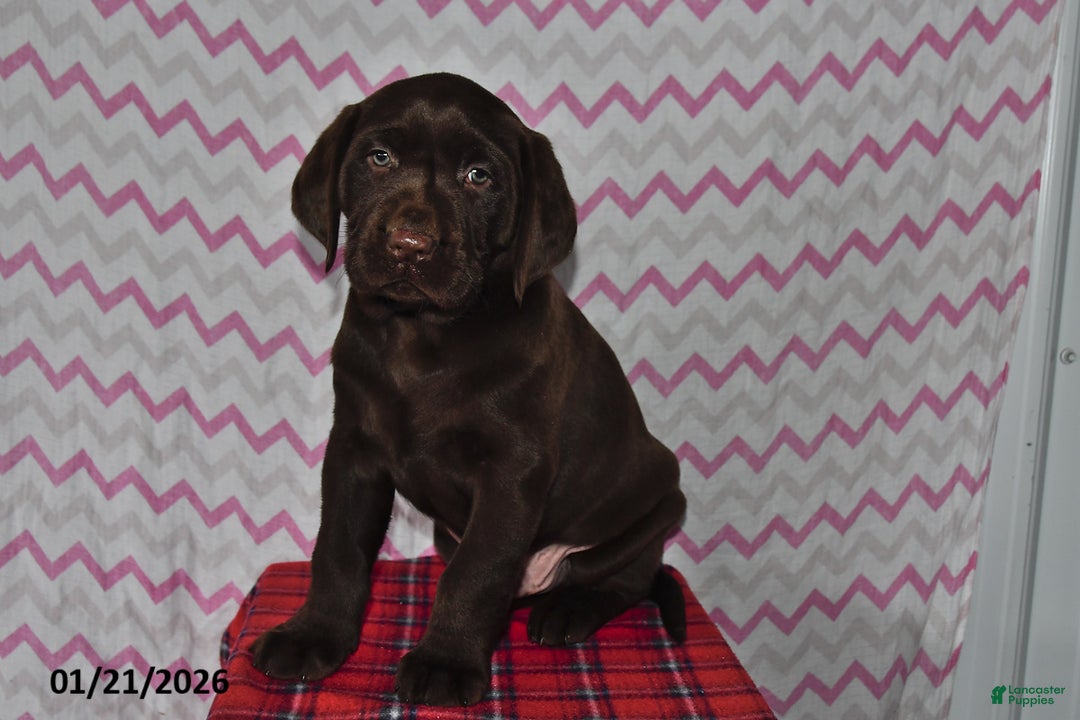 Labrador Retriever dogs for sale: Puddles - Ad 3