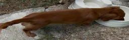 Miniature Dachshund dogs for sale: Miniature Dachshund 2 - Ad 2