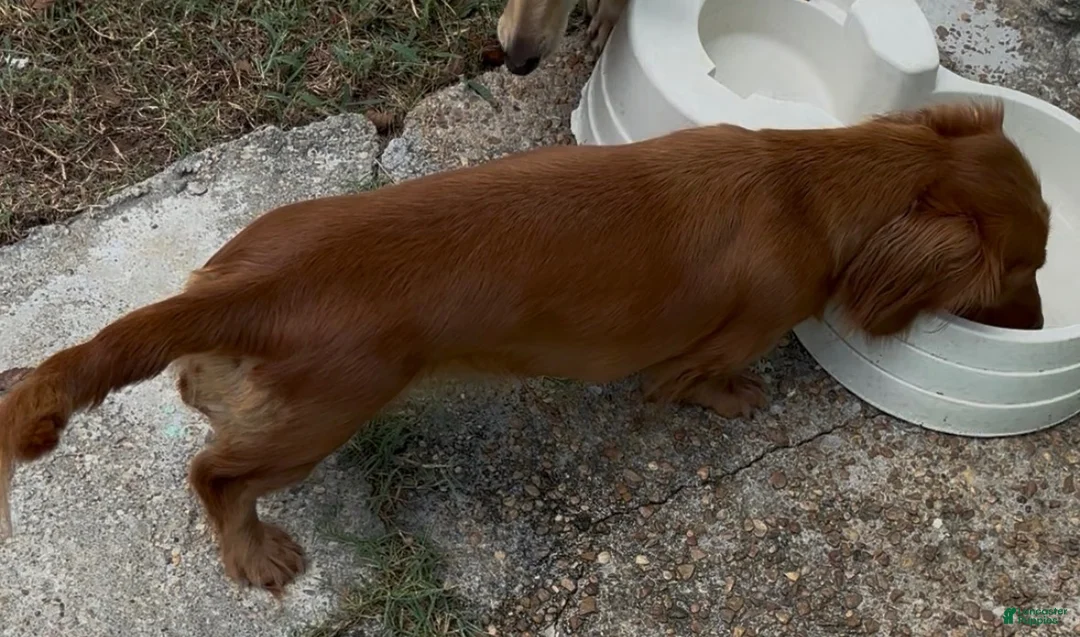 Miniature Dachshund dogs for sale: Miniature Dachshund 2 - Ad 2